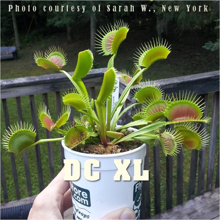 venus fly trap dc xl