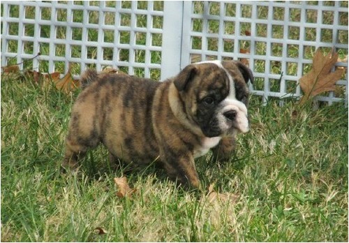 miniature english bulldog puppies for sale in marlboro 229429