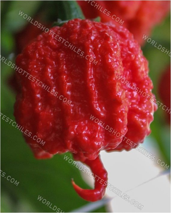 bulk fresh carolina reaper peppers biodynamic