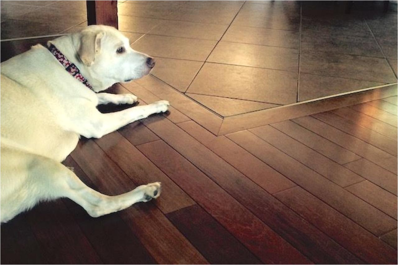 how to protect your hardwood floor from pets