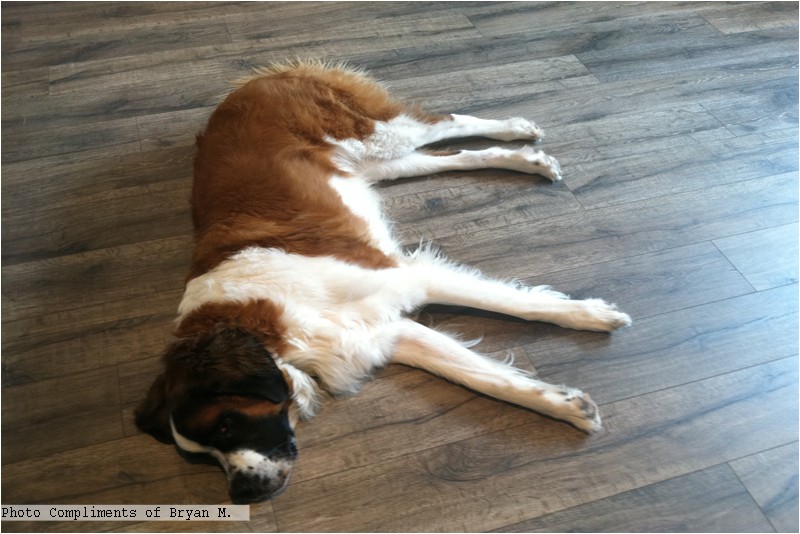 laminate pet friendly flooring