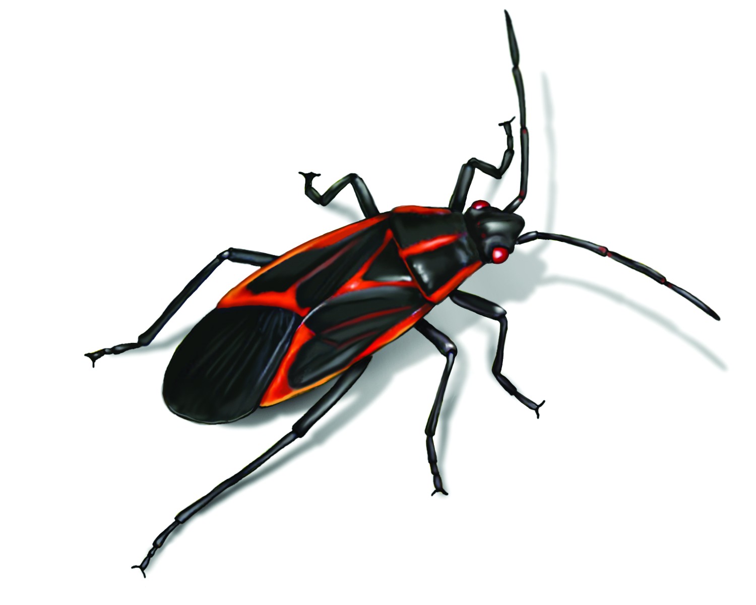 Orkin Pest Control Rockford Il Get Rid Of Box Elder Bugs ...