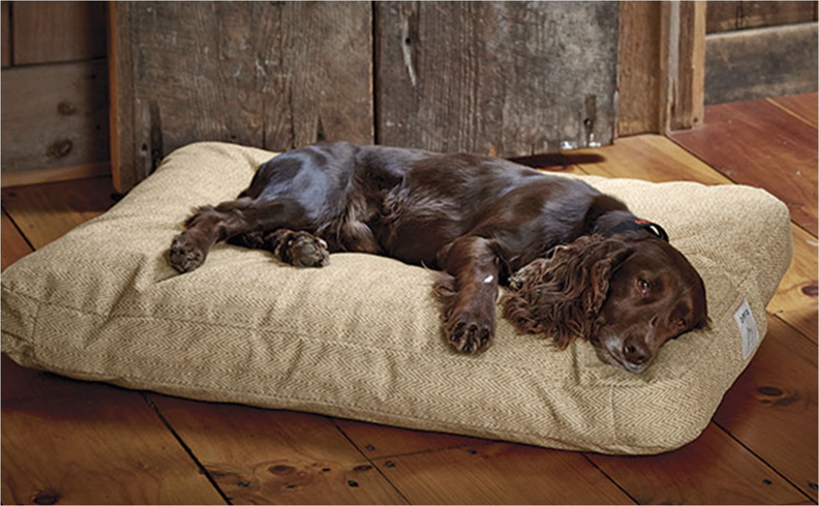 orvis tough chew dog bed