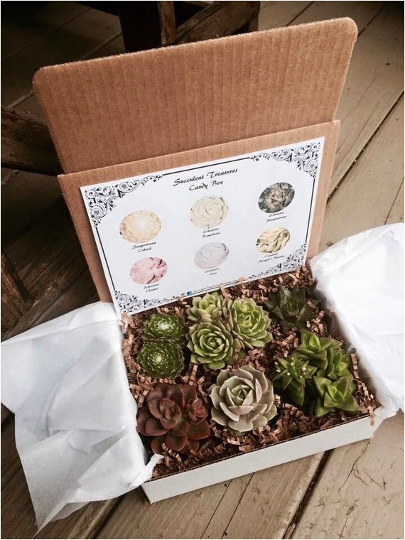 succulent treasures candy box the