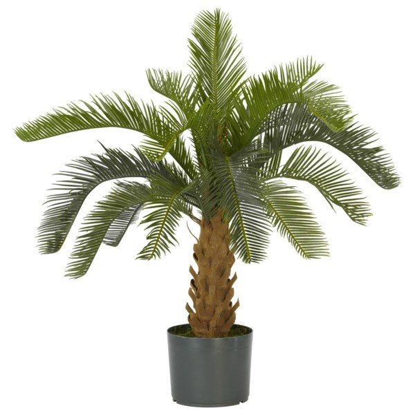 palm tree types as houseplants hardy exotic solutions