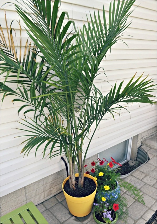 potted palm images which are the typical palm species