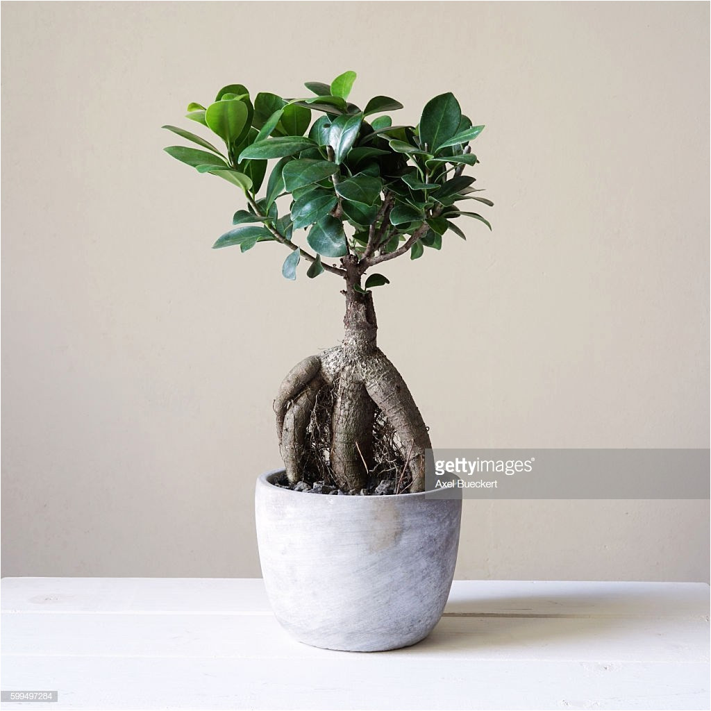 Care Instructions for Ficus Microcarpa Ginseng | AdinaPorter