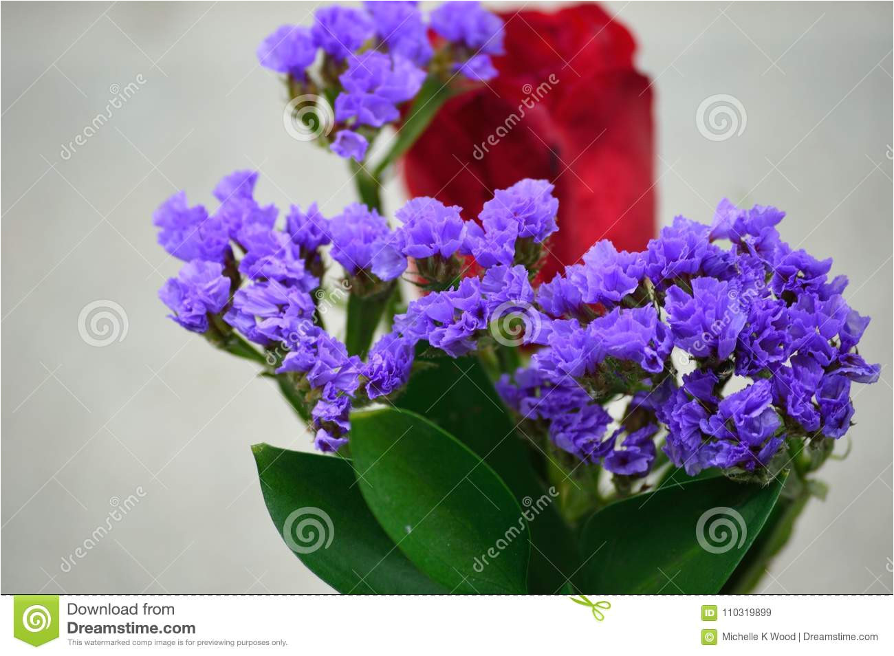 statice limonium sinuatum genus limonium is commonly used as filler in floral arrangements and bouquets it has distinctive spiky flowers and simple or