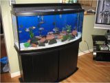 50 Gallon Bow Front Aquarium Exploring the Best Bow Front Aquariums for Your Home