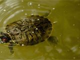 Above Ground Turtle Pond for Sale A Guide to Caring for Red Eared Slider Turtles as Pets