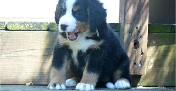 Bernese Mountain Dog Mass Bernese Mountain Dog Puppies for Sale Boston Ma 227356