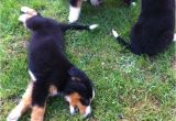 Bernese Mountain Dog Mass Bernese Mountain Dog Puppies for Sale Boston Ma 237346