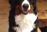 Bernese Mountain Dog Mass Patchwork Bernese