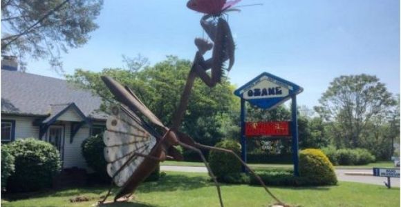 Best Pest Control toms River Nj Pest Control Company In Nj Unveils Praying Mantis