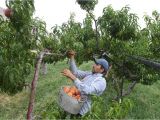 Best Trees for Colorado Coloradans and Others Can T Get Enough Of State S Iconic Peaches