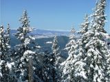 Best Trees for Colorado Snowy Colorado Trees Colorado Scenery Snowy Scenes In the