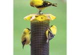 Birds Choice Bird Feeders Shop Birds Choice Nyjer Steel Tube Bird Feeder at Lowes Com