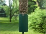 Birds Choice Classic Bird Feeder with Squirrel Baffle and Pole Bird Feeder Poles Hangers Webnuggetz Com