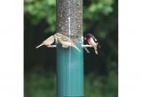 Birds Choice Classic Bird Feeder with Squirrel Baffle and Pole Birds Choice Classic Bird Feeder with Squirrel Baffle and