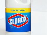 Clorox Bleach and Bed Bugs Can Bleach Kill Bed Bugs 28 Images Can Bleach Kill Bed