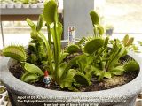 Dc Xl Venus Fly Trap Dc Xl Venus Flytrap Giant Venus Fly Trap Ebay