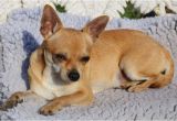 Deer Head Chihuahua Puppies Craigslist Applehead Chihuahua Puppies for Sale Near Me