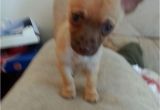 Deer Head Chihuahua Puppies Craigslist Deer Head Chihuahua Puppy Puppies Puppy