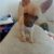 Deer Head Chihuahua Puppies Craigslist Deer Head Chihuahua Puppy Puppies Puppy