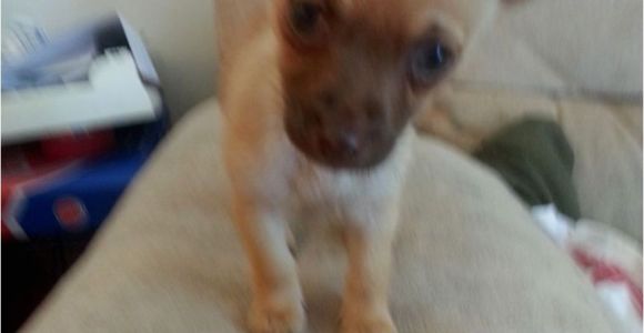 Deer Head Chihuahua Puppies Craigslist Deer Head Chihuahua Puppy Puppies Puppy