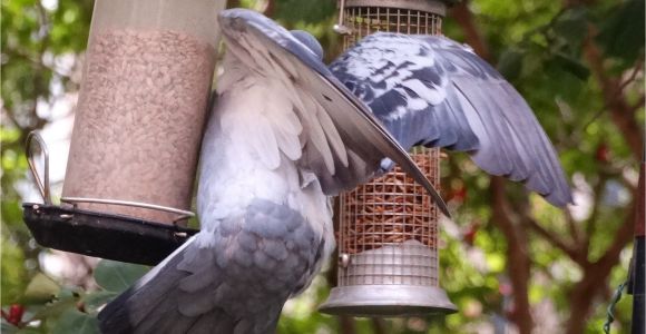 Dove Proof Bird Feeders Pigeon Proof Bird Table Gardening forum