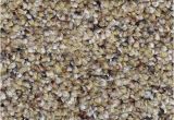 Dreamweaver Polyester Carpet Reviews Dreamweaver soft Harmony Carpet Reviews Carpet Vidalondon