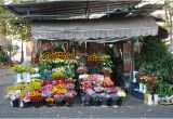 Floristerias En San Salvador Youtubetaller Gratis Floristeria Floristeria En San