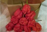 Fresh Carolina Reaper Peppers Carolina Reaper Fresh 10 Peppers by Mail