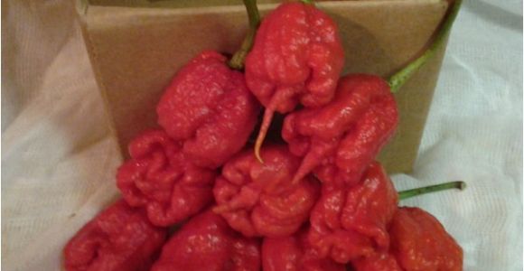 Fresh Carolina Reaper Peppers Carolina Reaper Fresh 10 Peppers by Mail