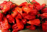 Fresh Carolina Reaper Peppers Fresh Pickled Carolina Reaper Ghost Pepper Moruga