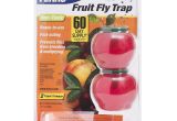 Fruit Fly Bar Pro Amazon Com Terro Fruit Fly Trap T2500 Home Pest Control Traps