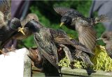 Getting Rid Of Starlings How to Get Rid Of Starlings Quick Tips