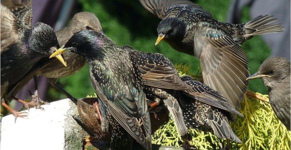 Getting Rid Of Starlings How to Get Rid Of Starlings Quick Tips