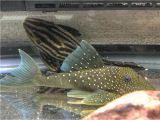 Golden Nugget Pleco for Sale Images About Royalpleco Tag On Instagram