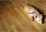 Good Wood Flooring for Dogs Best Wood for Floors Of the Best Apartments Best