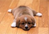 Good Wood Flooring for Dogs Choosing the Best Hardwood Floors for Dogs the Basic