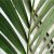 Homemade Fertilizer for Palm Trees How to Grow Palm Trees Indoors