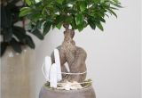 How to Take Care Of Ficus Microcarpa Ginseng Plant Arrangement White Beach You Can Create This Beautiful Natural