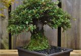 How to Take Care Of Ficus Microcarpa Ginseng Plant Dsc 0262 Bonsai Eejit Bonsai Pinterest Bonsai and Gardens