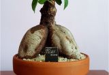 How to Take Care Of Ficus Microcarpa Ginseng Plant Ginsen G Kaktus Ve Sukulent Koleksiyonum 10 03 2018 Pinterest