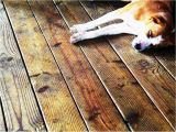 Laminate Flooring with Dogs Laminate Flooring Protect Laminate Flooring From Dogs