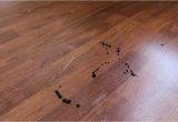 Laminate Wood Flooring with Dogs Homeofficedecoration Laminate Wood Flooring Dogs