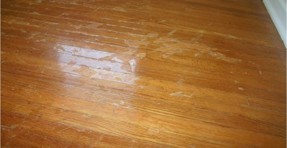 Laminate Wood Flooring with Dogs Laminate Wood Flooring Dogs Hawk Haven