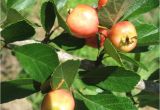 Mayhaw Berries for Sale Mayhaw Var 39 Reliable 39 From Justfruitsandexotics Dot Com