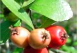 Mayhaw Berries for Sale What 39 S Happening with the Mayhaws Golden Acres Ranch